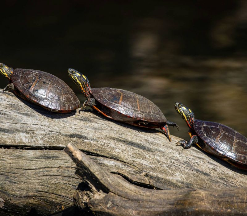 Three turtles are lined up on a sunlit log over dark water.